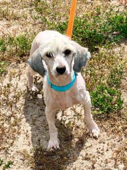 Kestrel -  Maltese and Mixed Breed Dog for Adoption in Cape Coral, Florida - Kestrel | PetCurious