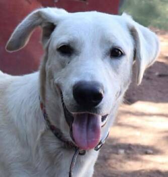 Rescue Labrador Retriever and Anatolian Shepherd Dogs for Adoption in Boerne, Texas - Dancer | PetCurious