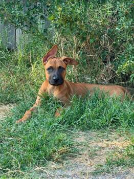 Cayenne -  Belgian Shepherd Malinois and German Shepherd Dog Dog for Adoption in San Diego, California - Cayenne | PetCurious