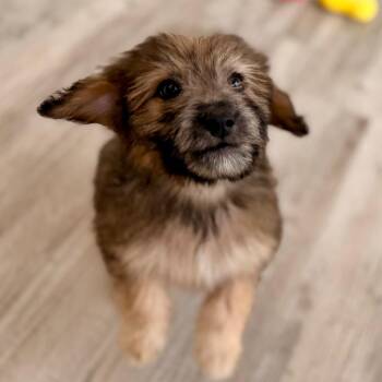Sequoia -  Wheaten Terrier and Mixed Breed Dog for Adoption in Green Bay, Wisconsin - Sequoia | PetCurious