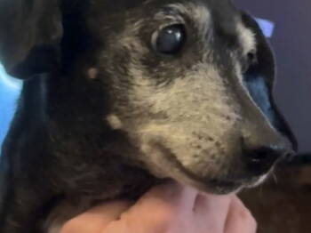 Rescue Dachshund Dogs for Adoption in Jacksonville, Florida - Phoebe | PetCurious