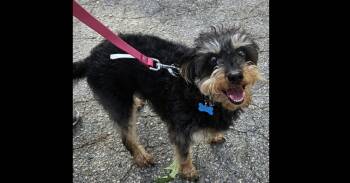 Chihuahua and Poodle Dogs Available for Adoption in Youngsville, North Carolina - Mary Ann | PetCurious