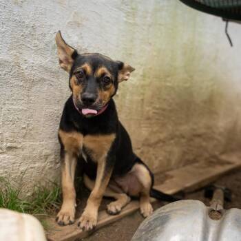 Tink -  Shepherd and Mixed Breed Dog for Adoption in Pawling, New York - Tink | PetCurious
