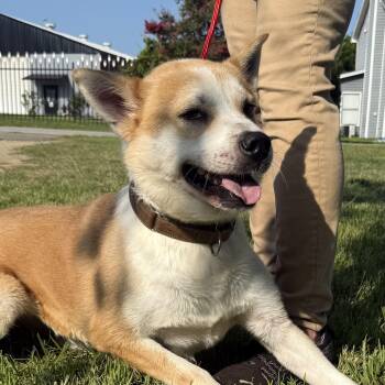 Casey -  Shiba Inu Dog for Adoption in Columbia, South Carolina - Casey | PetCurious