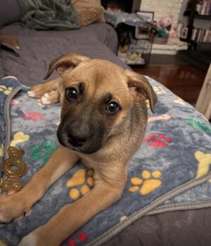 Bulldog and Mastiff Dogs Available for Adoption - Lily | PetCurious