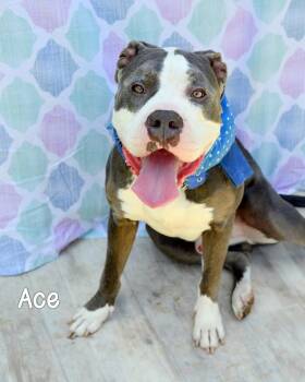 Pit Bull Terrier Dogs Available for Adoption in Gautier, Mississippi - Ace | PetCurious