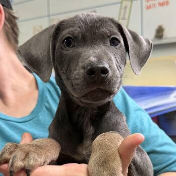 Tony Vlachos -  Mixed Breed Dog for Adoption in Columbia, South Carolina - Tony Vlachos | PetCurious