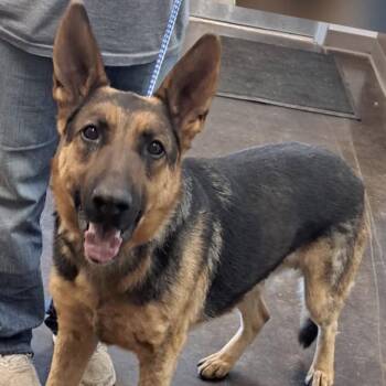 Die Hard Zeus Carver -  German Shepherd Dog Dog for Adoption in Denver, Colorado - Die Hard Zeus Carver | PetCurious