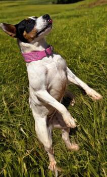 Matty -  Labrador Retriever Dog for Adoption in Kingman, Arizona - Matty | PetCurious