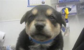 Australian Cattle Dog Blue Heeler Dogs Available for Adoption - AOI | PetCurious