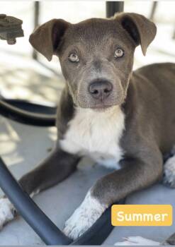 American Staffordshire Terrier Dogs Available for Adoption - Summer | PetCurious