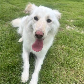 Ohana -  Jindo and Spitz Dog for Adoption in Danvers, Massachusetts - Ohana | PetCurious