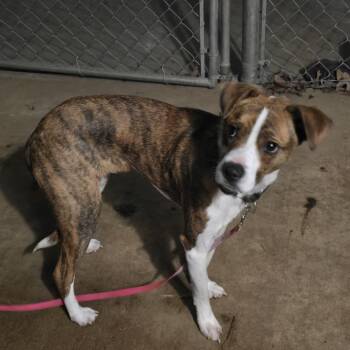 Rat Terrier and Boxer Dogs Available for Adoption - Colby | PetCurious