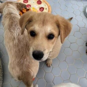 Piglet -  Mixed Breed Dog for Adoption in Fort Worth, Texas - Piglet | PetCurious
