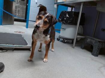 UNNIE -  Australian Shepherd and Mixed Breed Dog for Adoption in Albuquerque, New Mexico - UNNIE | PetCurious