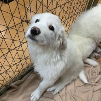 Akbash Dogs Available for Adoption - Neve | PetCurious