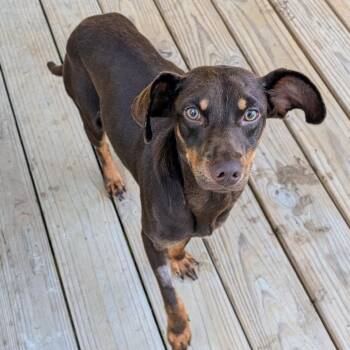 Miniature Pinscher and Mixed Breed Dogs Available for Adoption - Wesson | PetCurious