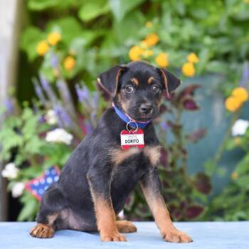 Dorito -  Terrier Dog for Adoption in Wake Forest, North Carolina - Dorito | PetCurious