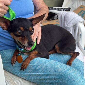 Chihuahua Dogs Available for Adoption in Tampa, Florida - Glory | PetCurious
