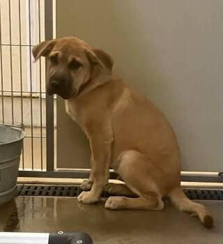 Mika -  Mastiff Dog for Adoption in Springfield, Illinois - Mika | PetCurious