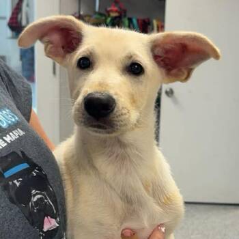 Labrador Retriever and Mixed Breed Dogs Available for Adoption in Normal, Illinois - Plex | PetCurious