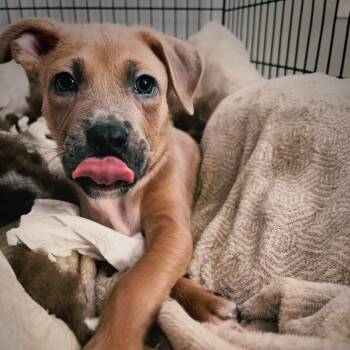 Mixed Breed Dogs Available for Adoption in Normal, Illinois - Mustang | PetCurious