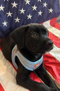 Elsa -  Labrador Retriever Dog for Adoption in Riverdale, New Jersey - Elsa | PetCurious