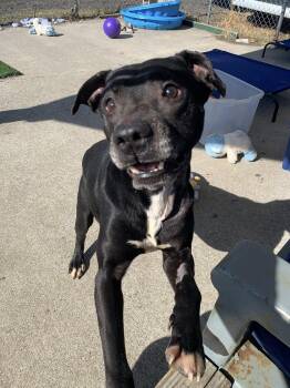 Mixed Breed Dogs Available for Adoption - Banjo | PetCurious