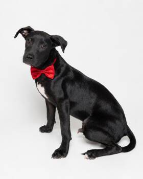 Ash -  Labrador Retriever and Black Labrador Retriever Dog for Adoption in Tuscaloosa, Alabama - Ash | PetCurious