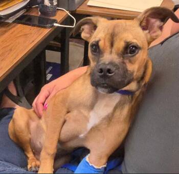 Naji -  Boxer and Terrier Dog for Adoption in Ellijay, Georgia - Naji | PetCurious