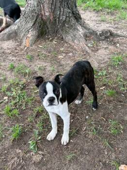 Boston Terrier Dogs Available for Adoption in North Freedom, Wisconsin - Sawyer | PetCurious