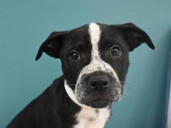 Labrador Retriever Dogs Available for Adoption in Portland, Oregon - Snap | PetCurious