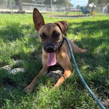Rescue Shepherd Dogs for Adoption in San Jacinto, California - Sprinkles | PetCurious