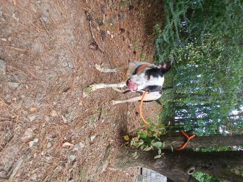 Rescue Australian Terrier Dogs for Adoption in Smyrna, Georgia - Heathcliff | PetCurious