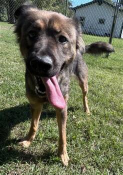 Willow -  German Shepherd Dog and Australian Shepherd Dog for Adoption in Standish, Michigan - Willow | PetCurious