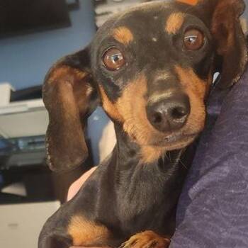 Miley -  Dachshund Dog for Adoption in Kingman, Arizona - Miley | PetCurious