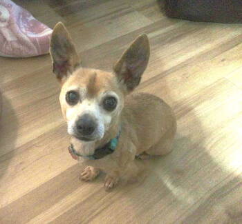 Rescue Chihuahua Dogs for Adoption in Buffalo, New York - Tango | PetCurious