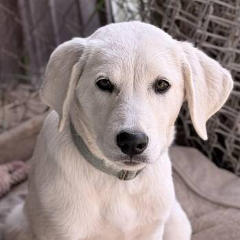 Hannah (Courtesy Post) -  Yellow Labrador Retriever Dog for Adoption in Nerstrand, Minnesota - Hannah (Courtesy Post) | PetCurious