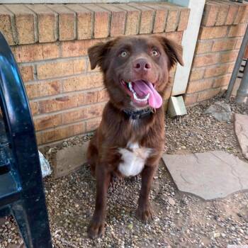 Hershey -  Mixed Breed Dog for Adoption in Duncan, Oklahoma - Hershey | PetCurious