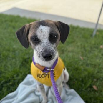 Rescue Jack Russell Terrier and Mixed Breed Dogs for Adoption in San Jacinto, California - Cooper | PetCurious