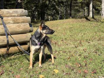 Ryder -  German Shepherd Dog Dog for Adoption in Thibodaux, Louisiana - Ryder | PetCurious