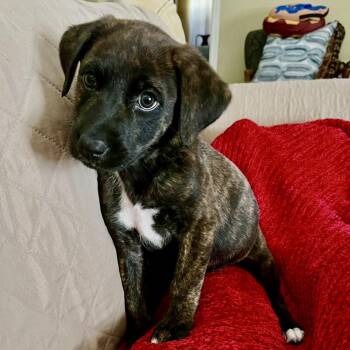 Val -  Labrador Retriever and Dutch Shepherd Dog for Adoption - Val | PetCurious