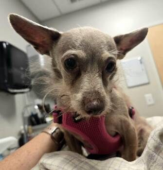 Fiona -  Chihuahua Dog for Adoption in North Kingstown, Rhode Island - Fiona | PetCurious