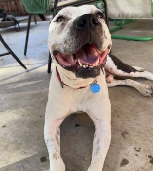 Rescue American Bully Dogs for Adoption in Denver, Colorado - *Courtesy Post* Harvey | PetCurious