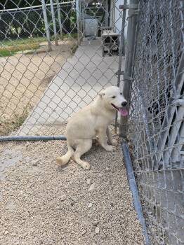 Coco Puff -  Husky Dog for Adoption in Maquoketa, Iowa - Coco Puff | PetCurious