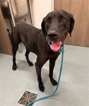LINK -  Labrador Retriever Dog for Adoption in Baytown, Texas - LINK | PetCurious