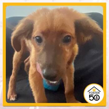 Sergino Dest -  Mixed Breed Dog for Adoption in Toms River, New Jersey - Sergino Dest | PetCurious