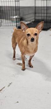 Rescue Chihuahua and Miniature Pinscher Dogs for Adoption in Los Angeles, California - McIntosh Red #5058 | PetCurious