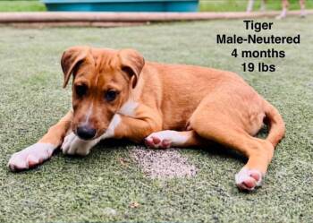 Labrador Retriever and Shepherd Dogs Available for Adoption in Muskego, Wisconsin - Tiger The Mixed Breed Puppy | PetCurious