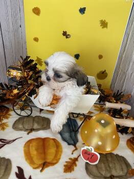 Shih Tzu litter -  Shih Tzu Dog for Sale in Stevensburg, Virginia - Shih Tzu Litter | PetCurious